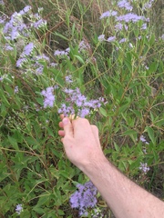 Chromolaena laevigata