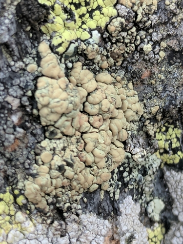 Įvairioji lekanora nuotrauka