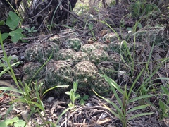 Coryphantha neglecta