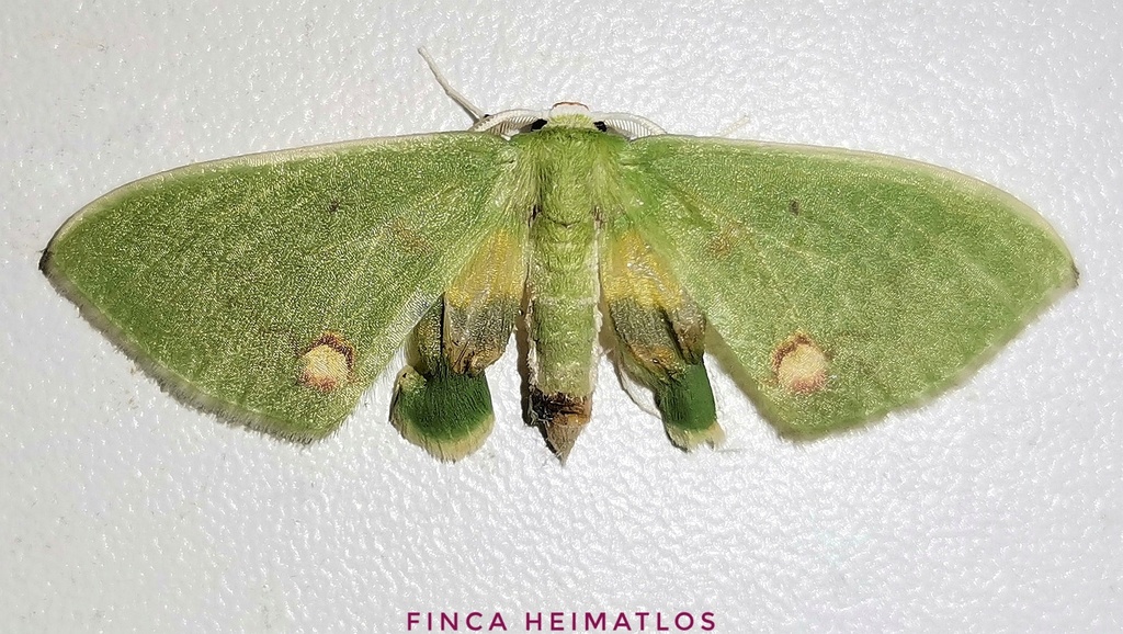 Rhodochlora tornistriga