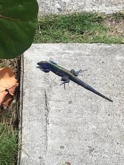 Cnemidophorus espeuti