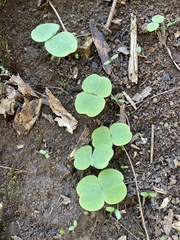Impatiens pallida