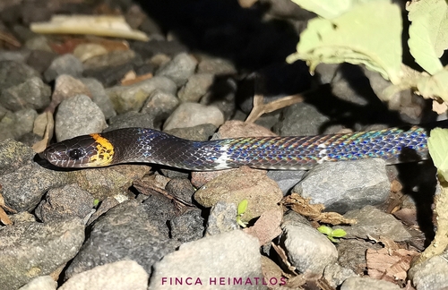 Impostor Flame-Snake
