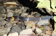 Impostor Flame-Snake
