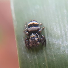 Corythalia argentinensis