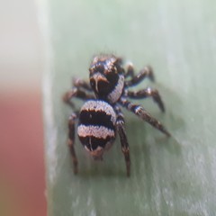 Corythalia argentinensis