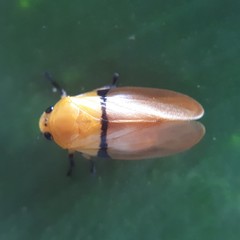Monecphora cingulata