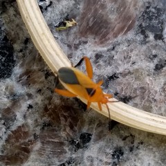 Thlastocoris laetus