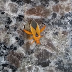 Thlastocoris laetus