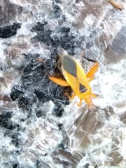 Thlastocoris laetus