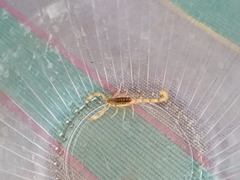 Centruroides limpidus