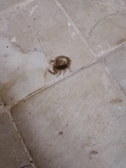 Centruroides limpidus