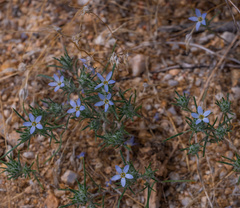 Eriastrum diffusum