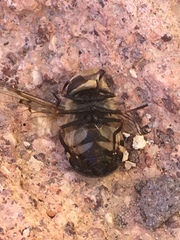 Copestylum apiciferum