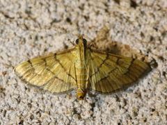 Orphanostigma haemorrhoidalis