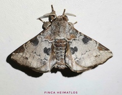 Apatelodidae
