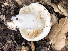 Russula albidula