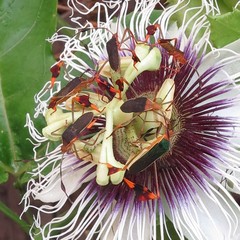 Anisoscelis foliaceus