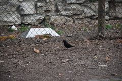 Turdus merula