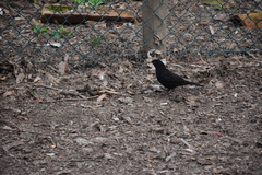 Turdus merula