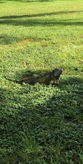 Iguana iguana
