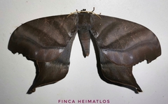 Paradaemonia platydesmia