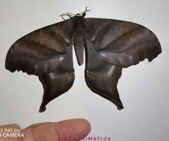 Paradaemonia platydesmia