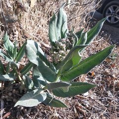 Asclepias notha