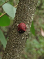 Botanochara impressipennis