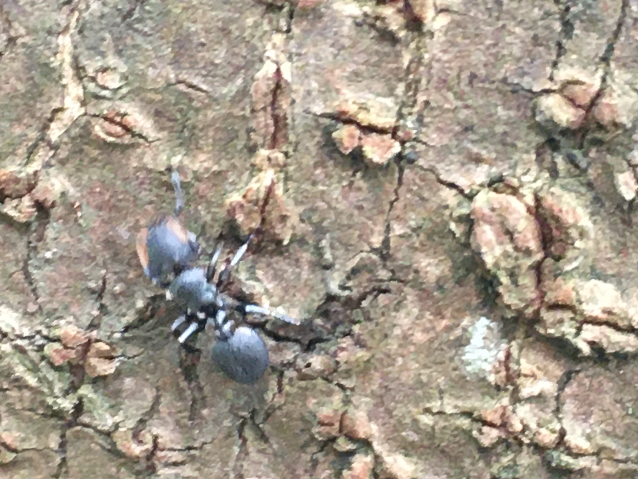 Cephalotes multispinosus