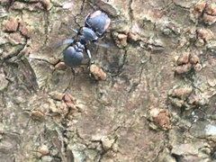 Cephalotes multispinosus