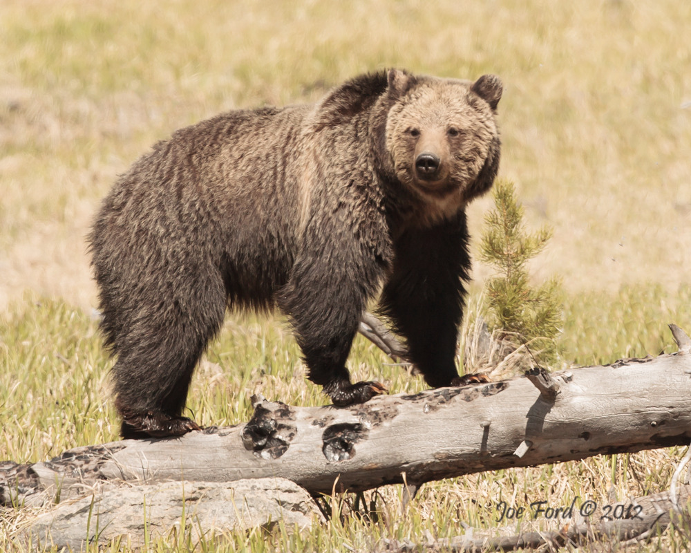 Big Brown Bears - North American Bear CenterNorth American Bear Center