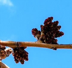 Fraxinus papillosa