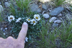 Erigeron melanocephalus