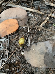 Lepidocaryeae