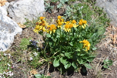 Senecio crassulus