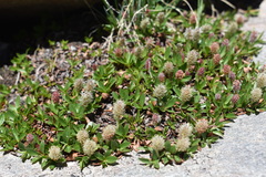 Salix cascadensis