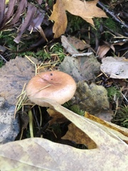 Lactarius subflammeus