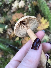 Lactarius subflammeus