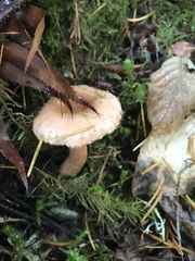 Lactarius subflammeus