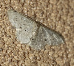 Idaea pilosata
