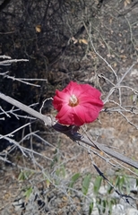 Ipomoea conzattii
