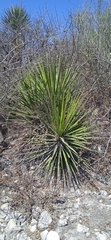Yucca periculosa