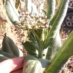 Asclepias notha