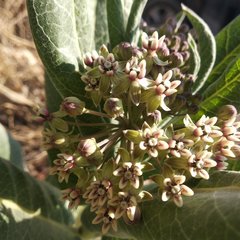 Asclepias notha