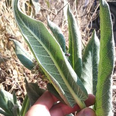 Asclepias notha