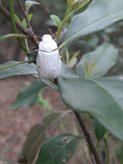 Cyphochilus apicalis