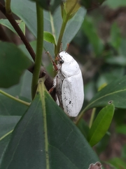 Cyphochilus apicalis