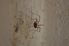 Platybunus pinetorum