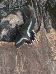 Parides bunichus